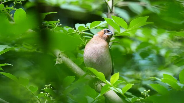 Common Chaffinch bird sitting on a branch and sing ( Fringilla coelebs )