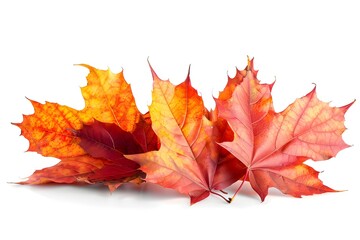 Pair of autumn leaves on white