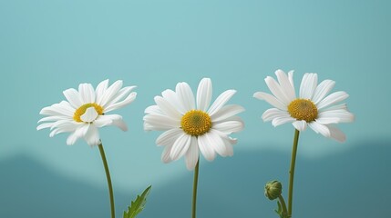 Fototapeta premium Nature photography, background, three small daisies with simple background of blue sky and green mountains, serene and peaceful.