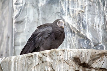 Black Vulture (Coragyps atratus) - Commonly Found in the Americas.