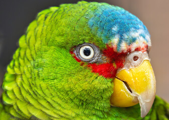 White-fronted Amazon (Amazona albifrons) - Commonly Found in Central America