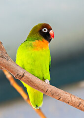 Yellow-collared Lovebird (Agapornis personatus) - Commonly Found in East Africa