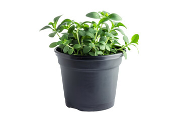 Decorative Small Ceramic Plant Pot Isolated on Transparent Background