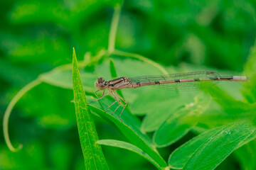 Damselfly at Mud Lake