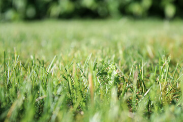 Close up green meadow lawn in the garden