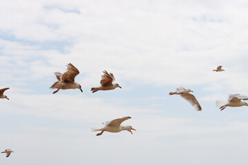 flock of birds