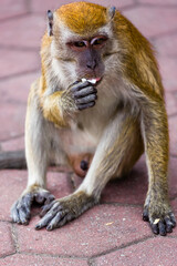 Monkey (long-tailed Macaque) eating a stolen coconut at the Batu Caves, Kuala Lumpur (Malaysia)