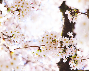Beautiful pink cherry blossoms flowering in the spring; flower covered branches of cherry tree