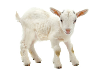 Cute Baby Goat Kid Isolated on Transparent Background