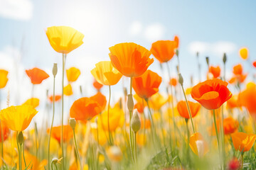 Obraz premium Beautiful field of orange and yellow poppies against a vibrant blue sky