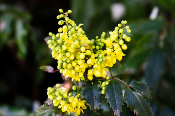 Blooming Oregon Grape Holly; Bright and beautiful yellow holly flowers