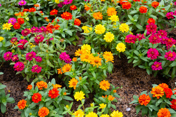 Zinnia flower in the garden