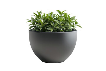 Stainless Steel Flower Pot Isolated on Transparent Background