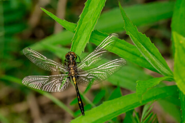 My favourite insect, Dragonfly, the hummingbird of the insects. 