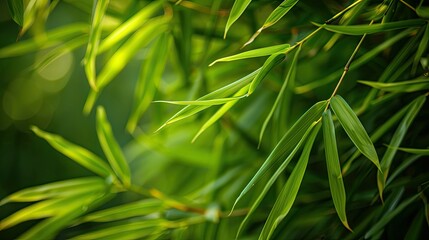 Close-up of vibrant green bamboo leaves, capturing the natural beauty and freshness of a bamboo forest