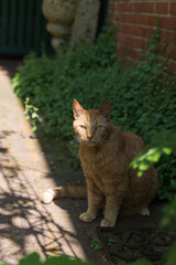 Rot getigerte Katze im Garten