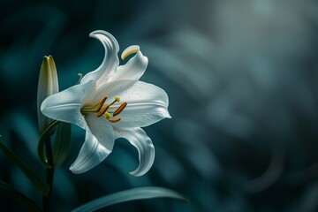Elegant white lily flower in dark green foliage