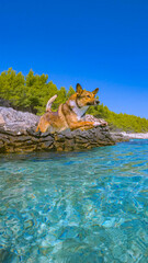 LOW ANGLE VIEW: Pure joy of a cute mixed breed doggo jumping into turquoise sea from a rocky shore, perfectly capturing the joy and freedom of a carefree summer day on holidays at Dalmatian seaside.