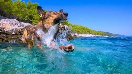 LOW ANGLE VIEW: Adventurous dog leaping into crystal clear turquoise sea from a rocky shore. Cute...