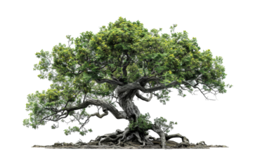 Hidden Mystery of the Mythical Tree Isolated on Transparent Background