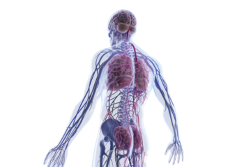 Detailed Nervous System Diagram Isolated on Transparent Background