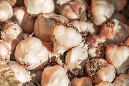 Close up full screen image of fresh organic garlic bulbs
