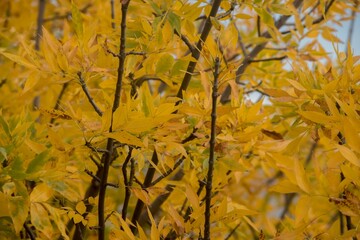 yellow leaves from a tree in autumn before falling.