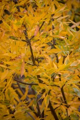 yellow leaves from a tree in autumn before falling.