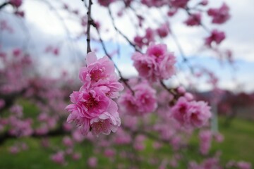 春の訪れを告げる梅の花
