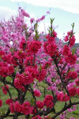 梅香る春に咲く赤い花