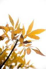 yellow leaves from a tree in autumn before falling.