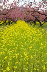 春満開進め菜の花道路
