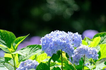 青い紫陽花朝の訪れ