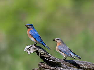 Obraz premium Male and female Eastern Bluebird on snag against blur background
