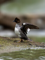Common Goldeneye flapping its wings in Spring