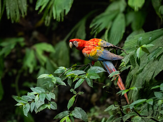 Blue-winged Warbler on tree branch in Spring