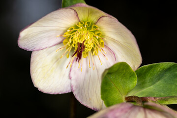 Pale cream colored flower with maroon edges, hellebore plant blooming in a spring garden
