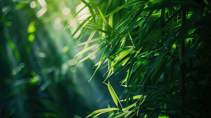Sunlight filtering through dense, green bamboo canes, casting beautiful shadows and highlighting their natural elegance