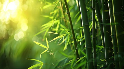 Sunlight filtering through dense, green bamboo canes, casting beautiful shadows and highlighting their natural elegance