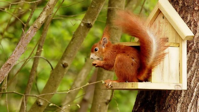 Eichh&ouml;rnchen frisst Nuss an Futterstelle