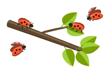 3D Isometric Flat  Illustration of Ladybugs, Cute Funny Insects