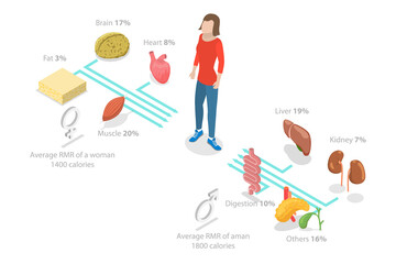 3D Isometric Flat  Illustration of Resting Metabolic Rate , Calories Consumption for Everyday Performances