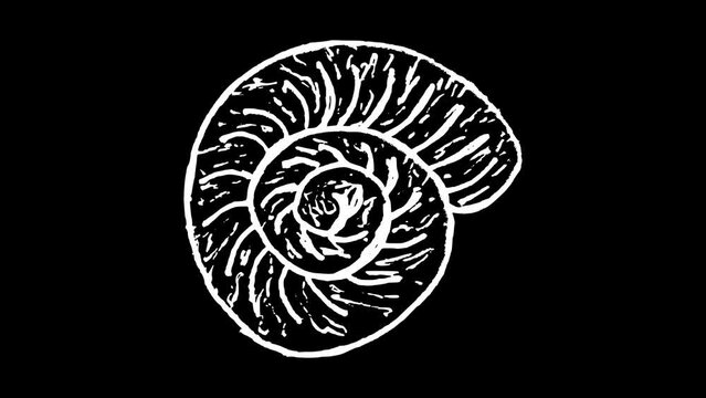 White wiggly hand drawn sea shell doodle icon animation 2