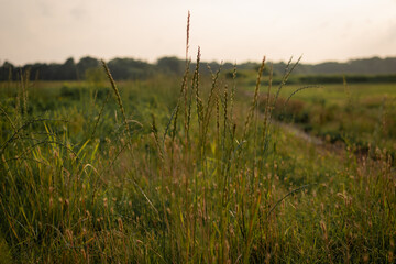 Obraz premium sunset in the field