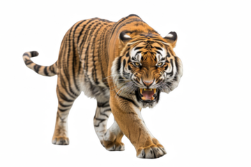 an angry tiger walking towards the camera isolated on white background. png.
