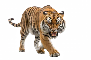 Verduisterende gordijnen an angry tiger walking towards the camera isolated on white background. png. © SH Design