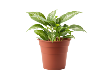 Stylish Modern Plastic Flower Pot Isolated on Transparent Background