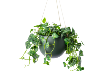 Exquisite Decorative Plastic Flower Hanging Pot Isolated on Transparent Background
