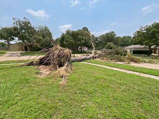 Fallen tree on a suburban street after a storm or hurricane.