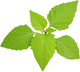 My Garden Leaves Front-Rear 005